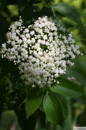Common Elderberry