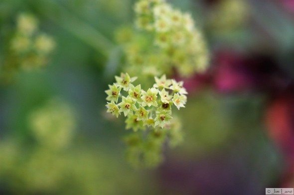 lady's Mantle